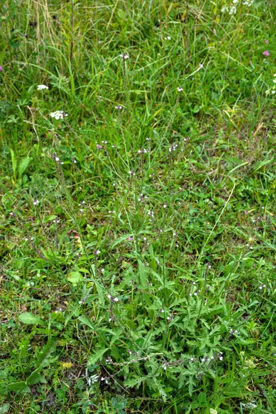 Verbena officinalis, the common vervain or common verbena.Verbena officinalis, the common vervain or common verbena.