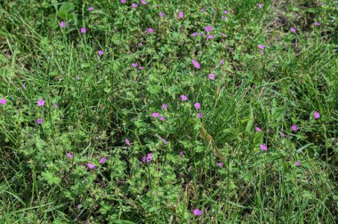 Dağ turna gagası olarak bilinen çalı turnasının gagasının güzel pembe çiçeği (Geranium pyrenaicum)