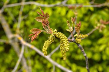 Cevizli taze yapraklar. Ceviz ağacı baharda açar. Ceviz ağacı yaprakları ve kedi derileri kapanıyor. Ceviz ağacı çiçek açar, bahar mevsiminde ağacın taze yaprakları, doğa.