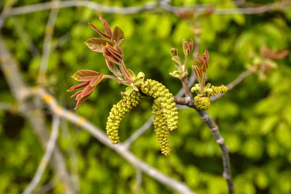 若い葉を散歩する 春に咲くクルミの木 ウォルナットの木の葉とカトキンは閉じています ウォルナットの木が咲き 春の季節の木の若葉 屋外の自然 ストック画像