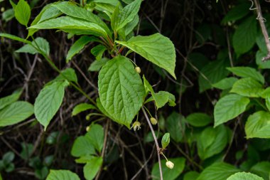 Schisandra Çincesi çiçekleri. Bahar çiçekleri. Schisandra chinensis çiçekleri ya da bir dalda beş aromalı böğürtlen..