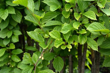 Schisandra Çincesi çiçekleri. Bahar çiçekleri. Schisandra chinensis çiçekleri ya da bir dalda beş aromalı böğürtlen..