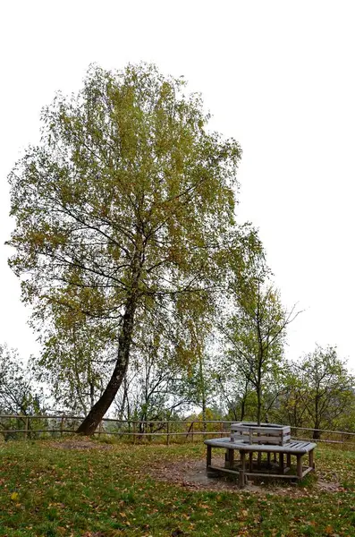 tree isolated on white background.Tree European white birch (Betula pendula) isolated on a white background. isolated silver birch on a white background.