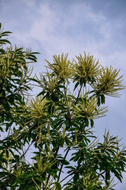 Tatlı kestane çiçekleri. Castanea sativa, kedigiller (Felidae) familyasından bir bitki türü..