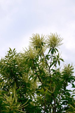Tatlı kestane çiçekleri. Castanea sativa, kedigiller (Felidae) familyasından bir bitki türü..