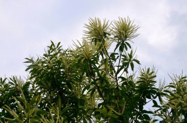 Tatlı kestane çiçekleri. Castanea sativa, kedigiller (Felidae) familyasından bir bitki türü..
