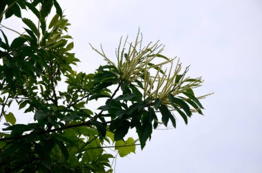 Tatlı kestane çiçekleri. Castanea sativa, kedigiller (Felidae) familyasından bir bitki türü..
