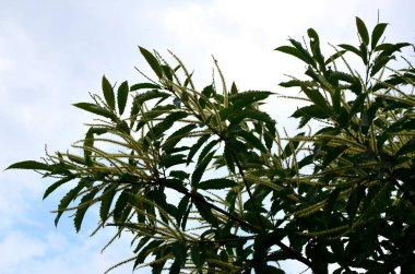 Tatlı kestane çiçekleri. Castanea sativa, kedigiller (Felidae) familyasından bir bitki türü..