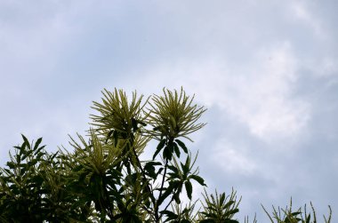 Tatlı kestane çiçekleri. Castanea sativa, kedigiller (Felidae) familyasından bir bitki türü..