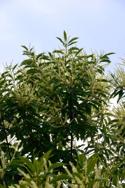 Tatlı kestane çiçekleri. Castanea sativa, kedigiller (Felidae) familyasından bir bitki türü..