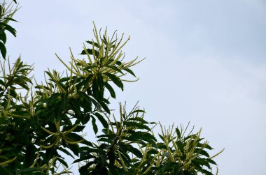 Tatlı kestane çiçekleri. Castanea sativa, kedigiller (Felidae) familyasından bir bitki türü..