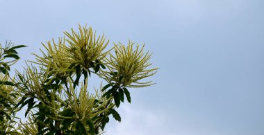 Tatlı kestane çiçekleri. Castanea sativa, kedigiller (Felidae) familyasından bir bitki türü..
