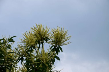 Tatlı kestane çiçekleri. Castanea sativa, kedigiller (Felidae) familyasından bir bitki türü..