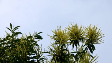 Tatlı kestane çiçekleri. Castanea sativa, kedigiller (Felidae) familyasından bir bitki türü..