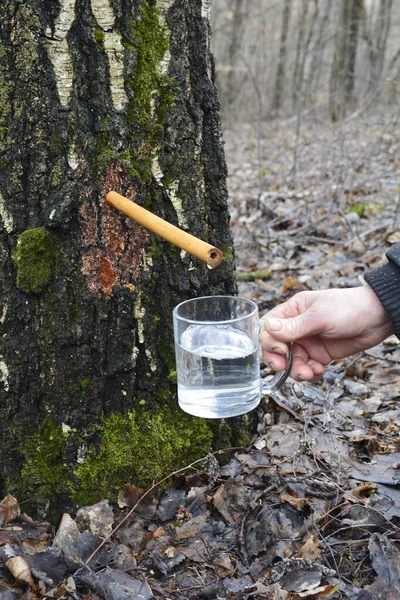 Production of birch sap in glass jar in the forest. Springtime.Birch sap. Collection of birch sap in early spring. Glass jar under a birch.