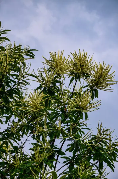 Tatlı kestane çiçekleri. Castanea sativa, kedigiller (Felidae) familyasından bir bitki türü..
