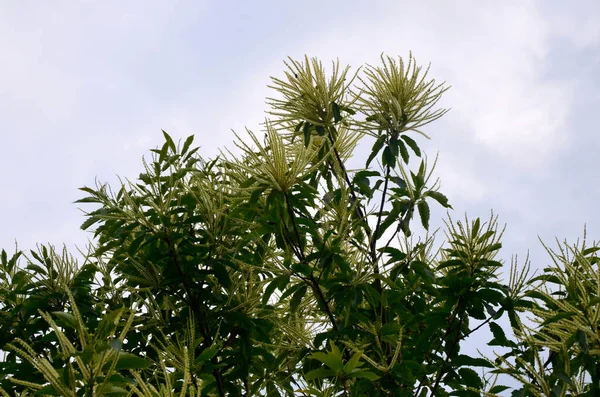 Tatlı kestane çiçekleri. Castanea sativa, kedigiller (Felidae) familyasından bir bitki türü..