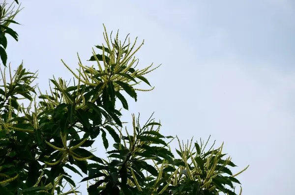 Tatlı kestane çiçekleri. Castanea sativa, kedigiller (Felidae) familyasından bir bitki türü..