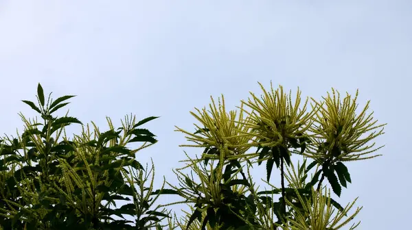 Tatlı kestane çiçekleri. Castanea sativa, kedigiller (Felidae) familyasından bir bitki türü..