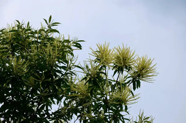 Tatlı kestane çiçekleri. Castanea sativa, kedigiller (Felidae) familyasından bir bitki türü..