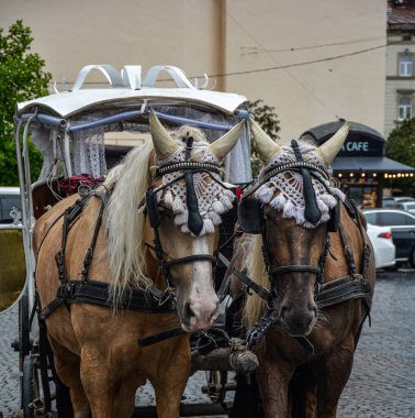 Lviv, Ukrayna. 15 Şubat 2024 'te turistler ve Lviv caddeleri için at arabası çeken kahverengi atların yakın çekimi. Bir at arabası portresi..