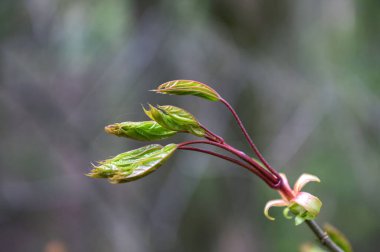 İlkbaharda bir şehir parkında küçük akçaağaç yapraklarının açılıp büyümeye başlaması. İlkbaharda, güneşli bir günde arka planda mavi gökyüzü olan kül yapraklı akçaağaç tomurcuğu.