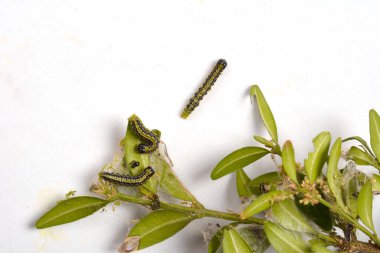 Boxwood çalılığında yakın plan yeşil tırtıl. Cydalima perspektifi ya da kutunun taze yeşil yapraklarıyla beslenen ağaç güvesi tırtılı..