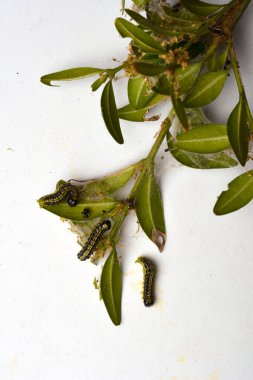 Boxwood çalılığında yakın plan yeşil tırtıl. Cydalima perspektifi ya da kutunun taze yeşil yapraklarıyla beslenen ağaç güvesi tırtılı..