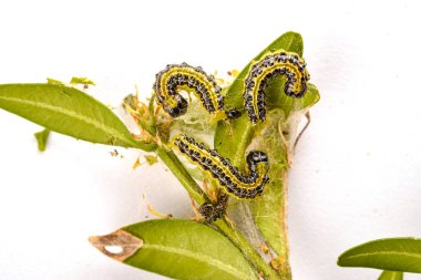 Boxwood çalılığında yakın plan yeşil tırtıl. Cydalima perspektifi ya da kutunun taze yeşil yapraklarıyla beslenen ağaç güvesi tırtılı..