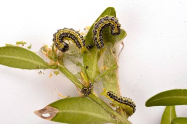 Boxwood çalılığında yakın plan yeşil tırtıl. Cydalima perspektifi ya da kutunun taze yeşil yapraklarıyla beslenen ağaç güvesi tırtılı..