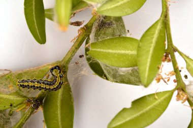 Boxwood çalılığında yakın plan yeşil tırtıl. Cydalima perspektifi ya da kutunun taze yeşil yapraklarıyla beslenen ağaç güvesi tırtılı..