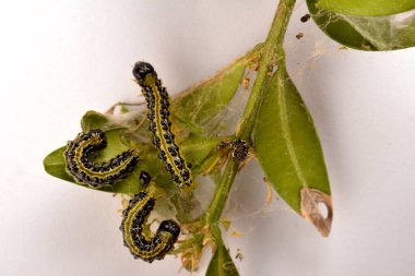 Boxwood çalılığında yakın plan yeşil tırtıl. Cydalima perspektifi ya da kutunun taze yeşil yapraklarıyla beslenen ağaç güvesi tırtılı..