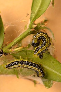Boxwood çalılığında yakın plan yeşil tırtıl. Cydalima perspektifi ya da kutunun taze yeşil yapraklarıyla beslenen ağaç güvesi tırtılı..