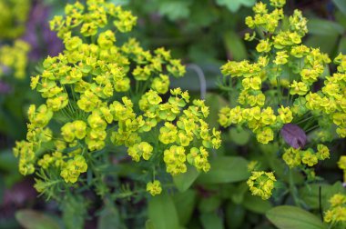 Selvi çiçeği çayıra serper. Euphorbia cyparissias çiçeği çiçek açtı. Cypress 'in sarı çiçekleri Euphorbia cyparissias veya yapraklı spurge Euphorbia esula' yı kapatır..
