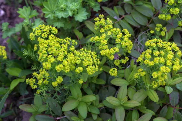 Selvi çiçeği çayıra serper. Euphorbia cyparissias çiçeği çiçek açtı. Cypress 'in sarı çiçekleri Euphorbia cyparissias veya yapraklı spurge Euphorbia esula' yı kapatır..