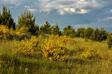 Parlak sarı süpürge ya da ginsestra çiçeği Latin adı cytisus scoparius veya spachianus İlkbaharda Ukrayna 'da yemyeşil bir çalı açarken kapanıyor..