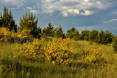 Parlak sarı süpürge ya da ginsestra çiçeği Latin adı cytisus scoparius veya spachianus İlkbaharda Ukrayna 'da yemyeşil bir çalı açarken kapanıyor..