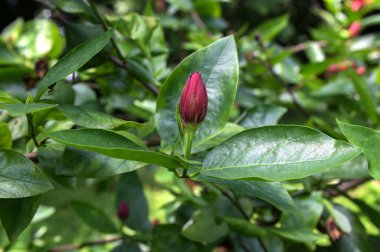 Calycanthus occidentalis ilkbahar zamanı kırmızı çiçekli bir çalılıktır. Calycanthus oksidentalis tatlandırıcı çiçek açan bitki, güneş ışığında açan koyu kırmızı baharat çalısı, yeşil yapraklar.
