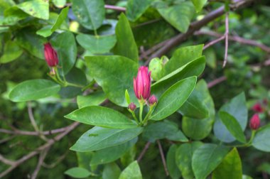 Calycanthus occidentalis ilkbahar zamanı kırmızı çiçekli bir çalılıktır. Calycanthus oksidentalis tatlandırıcı çiçek açan bitki, güneş ışığında açan koyu kırmızı baharat çalısı, yeşil yapraklar.