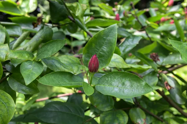 Calycanthus occidentalis ilkbahar zamanı kırmızı çiçekli bir çalılıktır. Calycanthus oksidentalis tatlandırıcı çiçek açan bitki, güneş ışığında açan koyu kırmızı baharat çalısı, yeşil yapraklar.