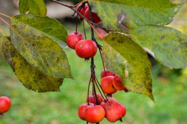 Ağaç dallarında yaprakları olan olgun kırmızı cennet elmaları, sonbaharın bulanık arka planına karşı. boş kopyalama alanı.
