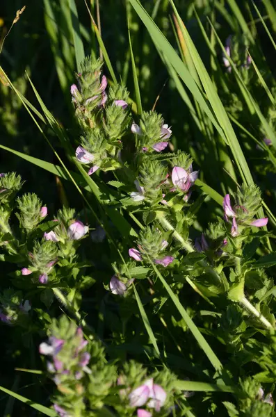 Ononis arvensis çiçeği yeşil bir arka planda. Tarladaki güzel çayır çiçekleri.