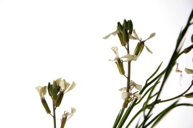 Beyaz bir arkaplanda yalıtılmış beyaz roket eruca vesicularis. Rugula veya Roket yenilebilir bir bitkidir. Bahçede çiçek açan Eruca vesicaria..