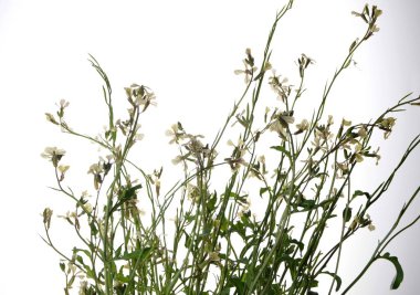 Beyaz bir arkaplanda yalıtılmış beyaz roket eruca vesicularis. Rugula veya Roket yenilebilir bir bitkidir. Bahçede çiçek açan Eruca vesicaria..