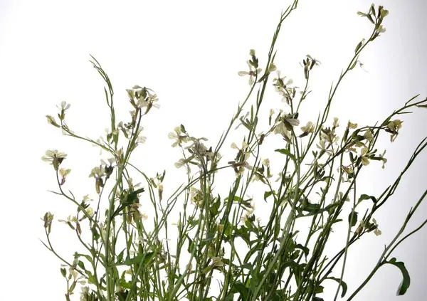 Beyaz bir arkaplanda yalıtılmış beyaz roket eruca vesicularis. Rugula veya Roket yenilebilir bir bitkidir. Bahçede çiçek açan Eruca vesicaria..