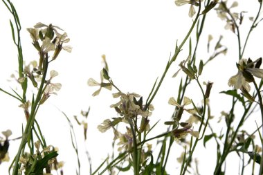 Beyaz bir arkaplanda yalıtılmış beyaz roket eruca vesicularis. Rugula veya Roket yenilebilir bir bitkidir. Bahçede çiçek açan Eruca vesicaria..