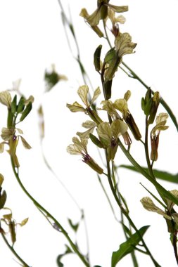 Beyaz bir arkaplanda yalıtılmış beyaz roket eruca vesicularis. Rugula veya Roket yenilebilir bir bitkidir. Bahçede çiçek açan Eruca vesicaria..