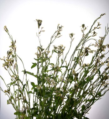 Beyaz bir arkaplanda yalıtılmış beyaz roket eruca vesicularis. Rugula veya Roket yenilebilir bir bitkidir. Bahçede çiçek açan Eruca vesicaria..