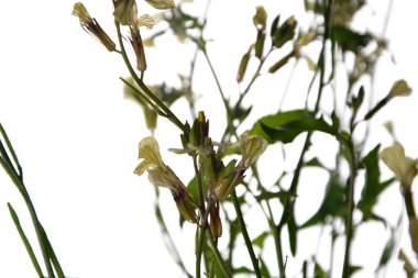 Beyaz bir arkaplanda yalıtılmış beyaz roket eruca vesicularis. Rugula veya Roket yenilebilir bir bitkidir. Bahçede çiçek açan Eruca vesicaria..