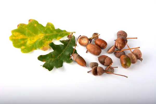 Oak leaves and acorns are isolated on a white background.Quercus robur, commonly known as pedunculate oak, European oak, is a species of flowering plant in the beech and oak family.